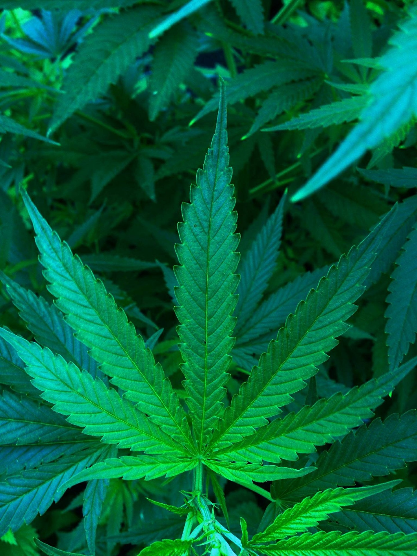 Cannabis: peligros y radiografía de su consumo